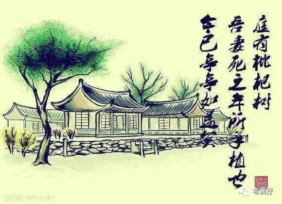 归有光｜庭有枇杷树的真相，让人对爱情失望_归先生