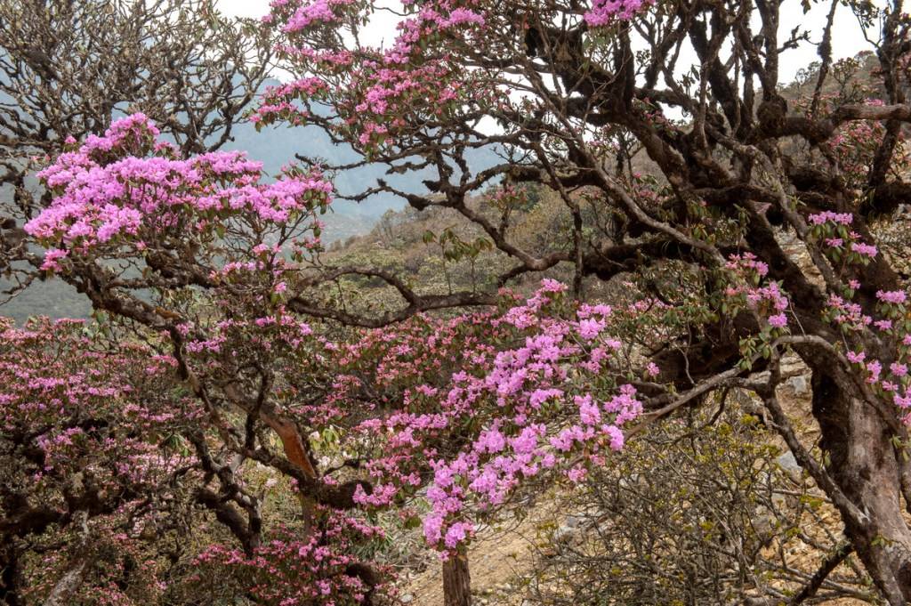 雲南鶴慶:馬耳山杜鵑花開