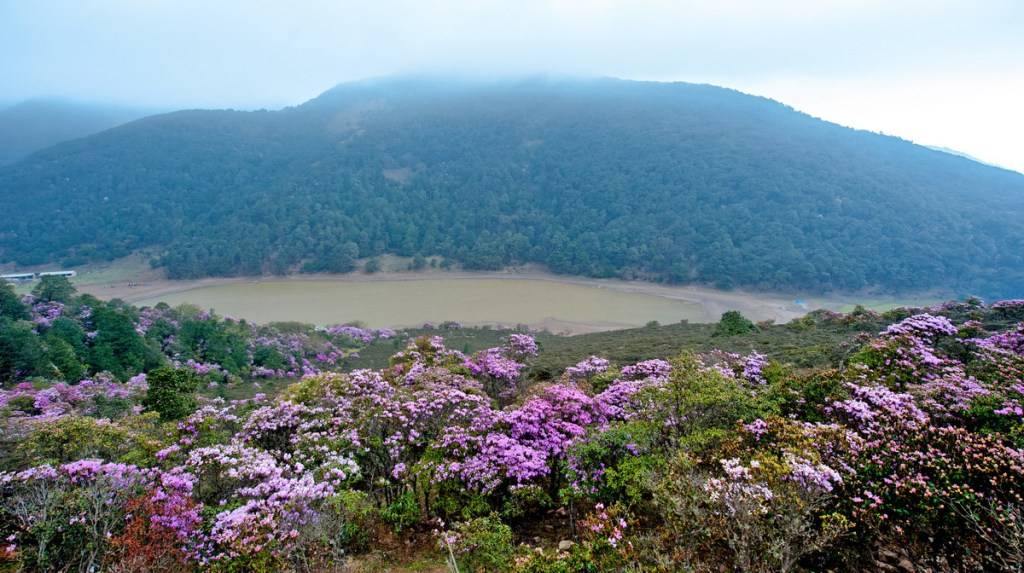 雲南鶴慶:馬耳山杜鵑花開