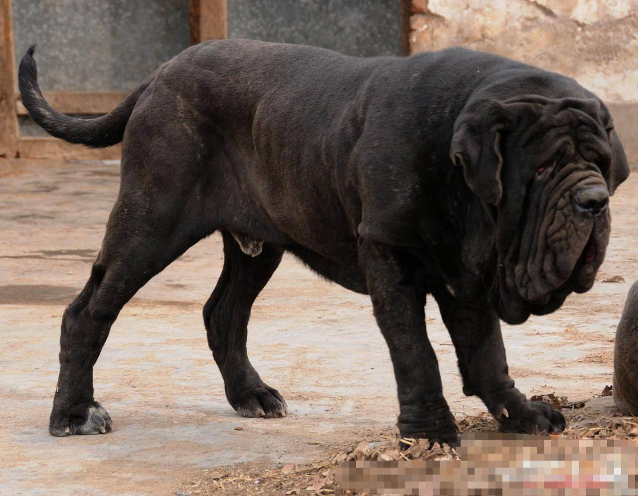 原创这几种狗狗不适合在城市养也不适合在大街上遛狗