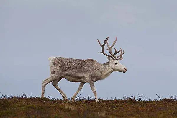 [ jué rú ]有兽焉,其状如鹿而白尾,马足人手而四角,名曰玃如