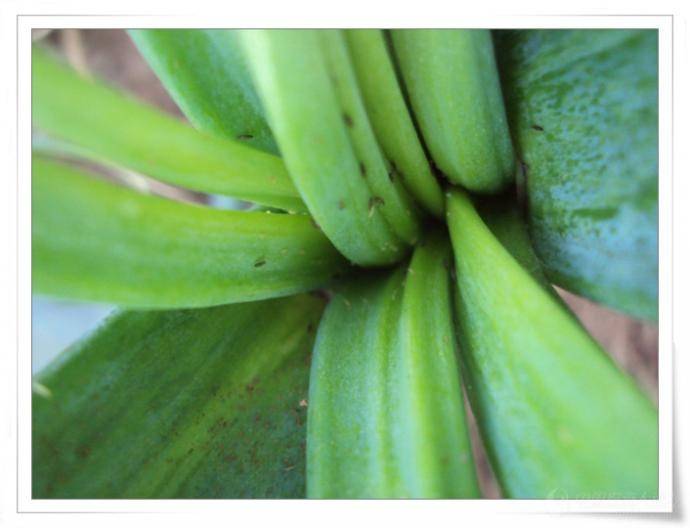 打洋葱蓟马用什么药好抗性葱蓟马危害和防治技术