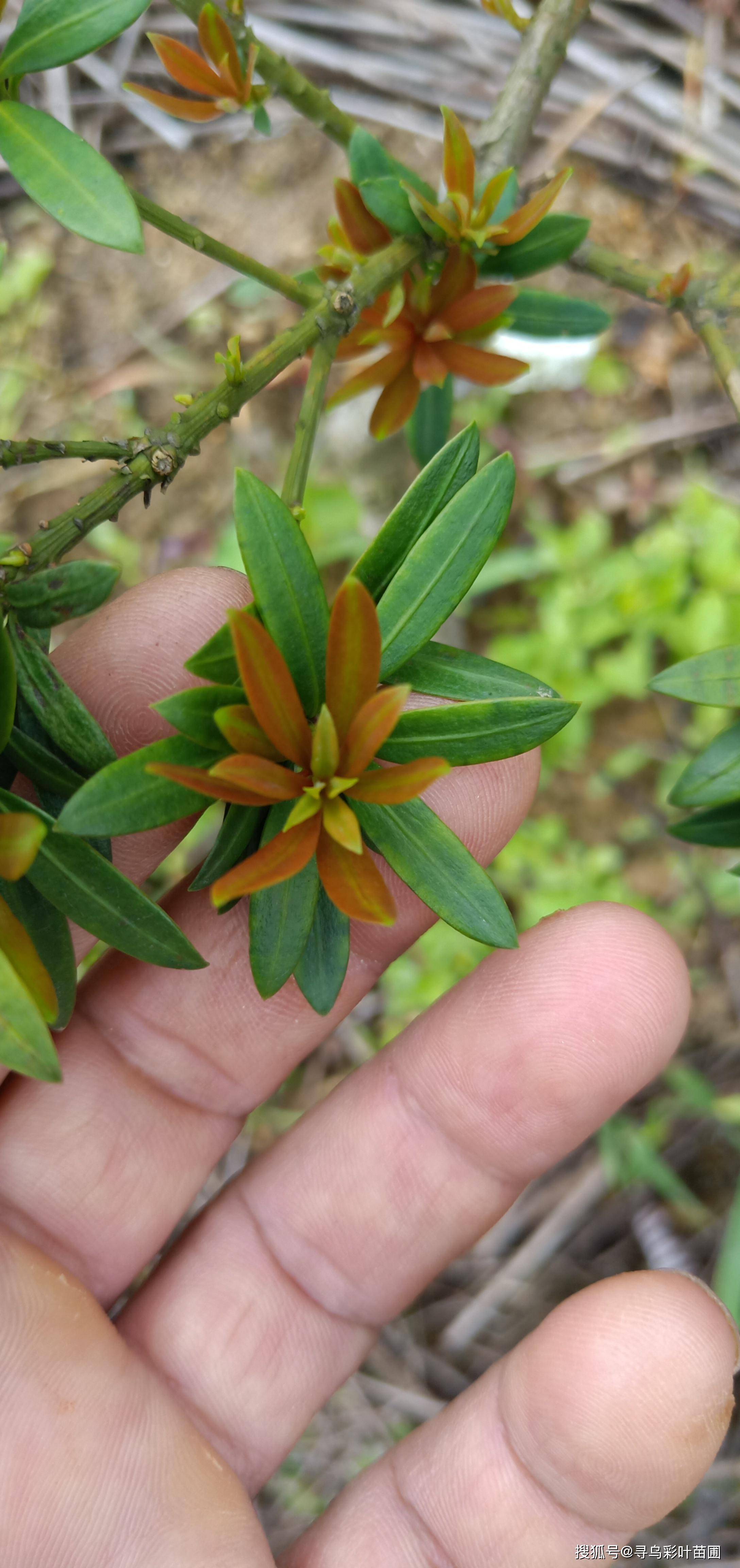 小叶四季红芽珍珠罗汉松