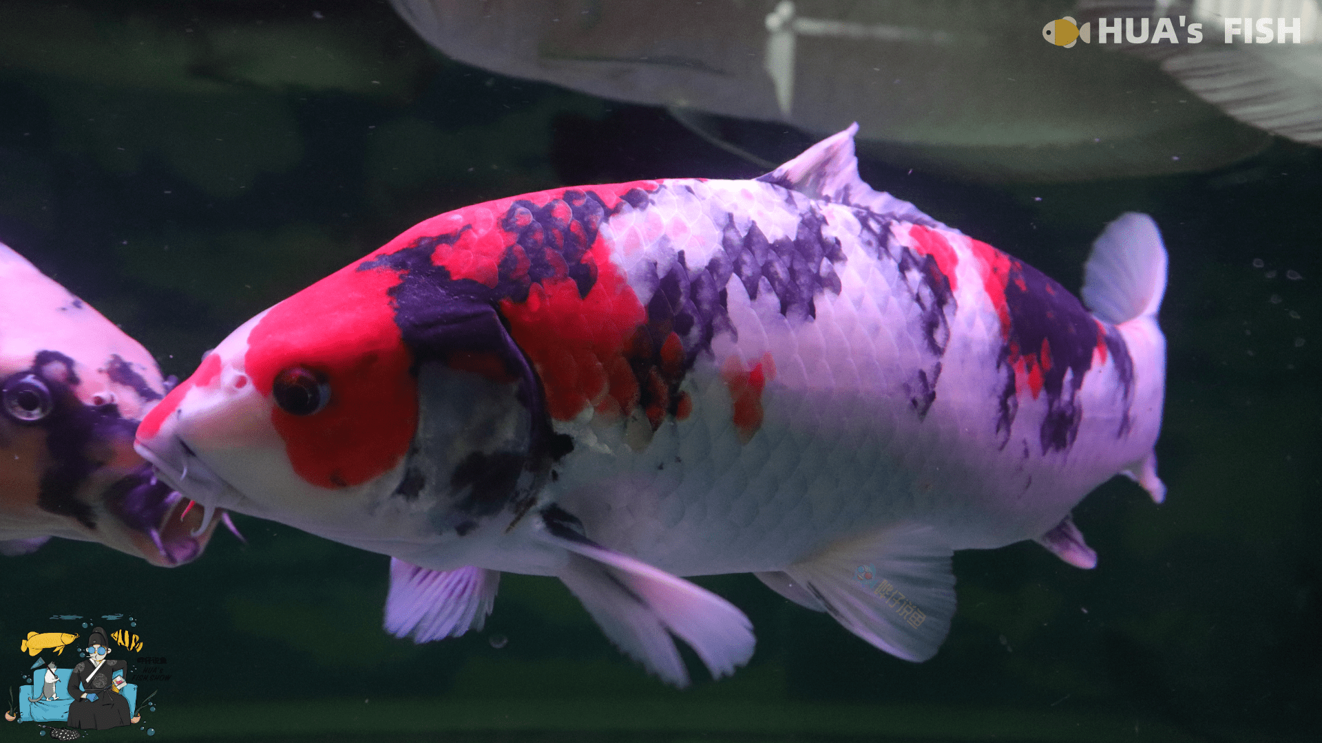 原创把小锦鲤养成"大肥猪",总共分三步