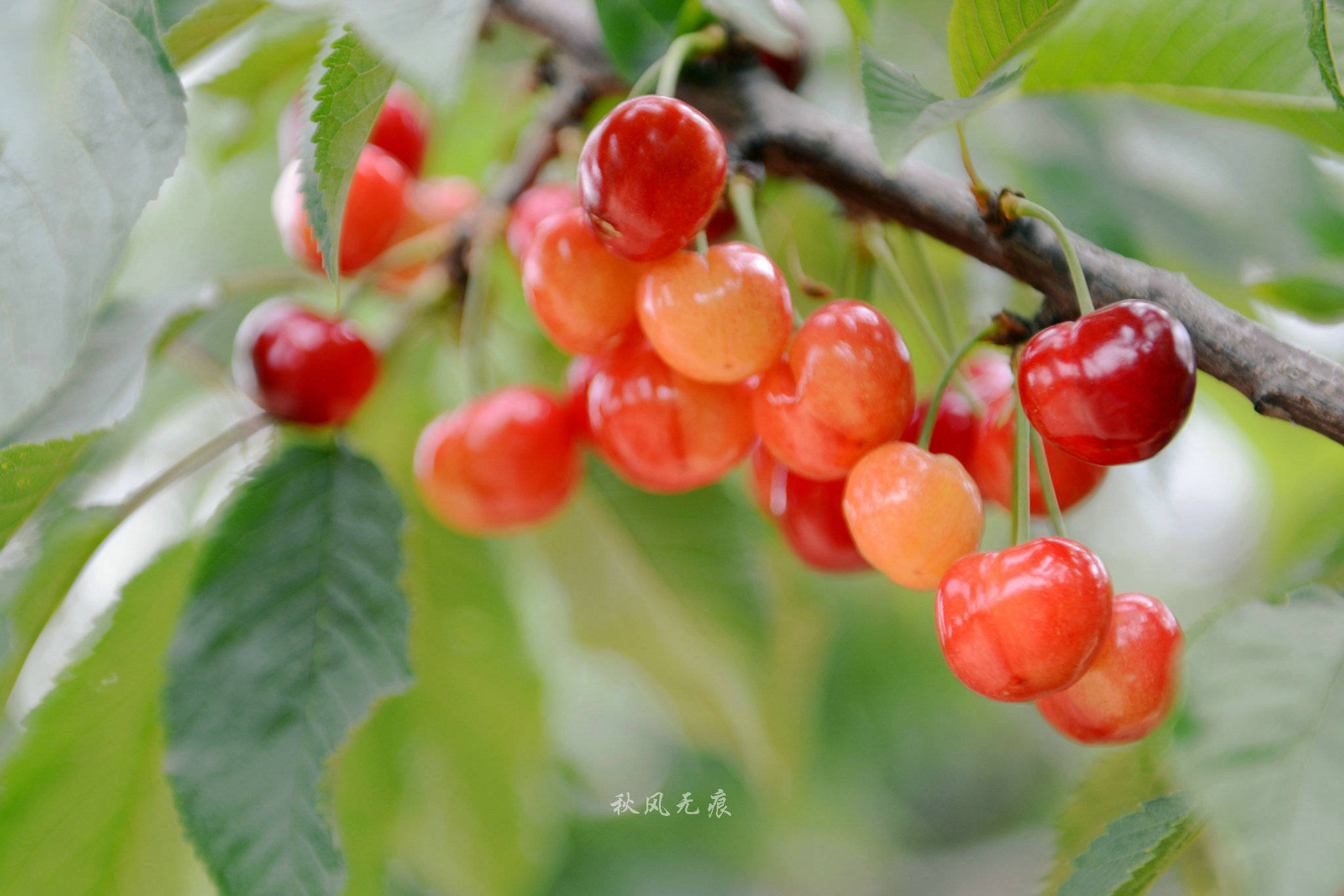 红红樱桃民国风情老街给了狄寨白鹿原的夏日味道