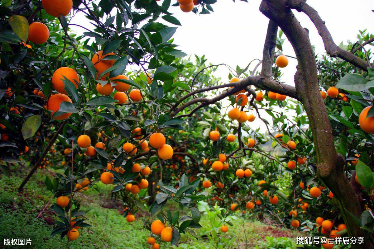 诗词欣赏张九龄《感遇其四》