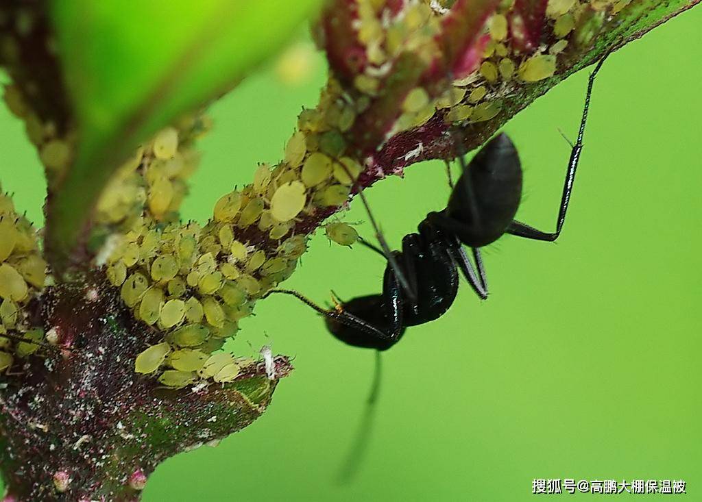 蚂蚁和蚜虫的不得不说明的关系