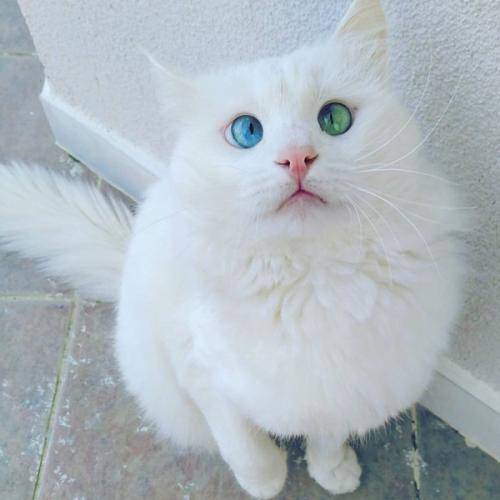 土耳其梵猫的眼睛图片