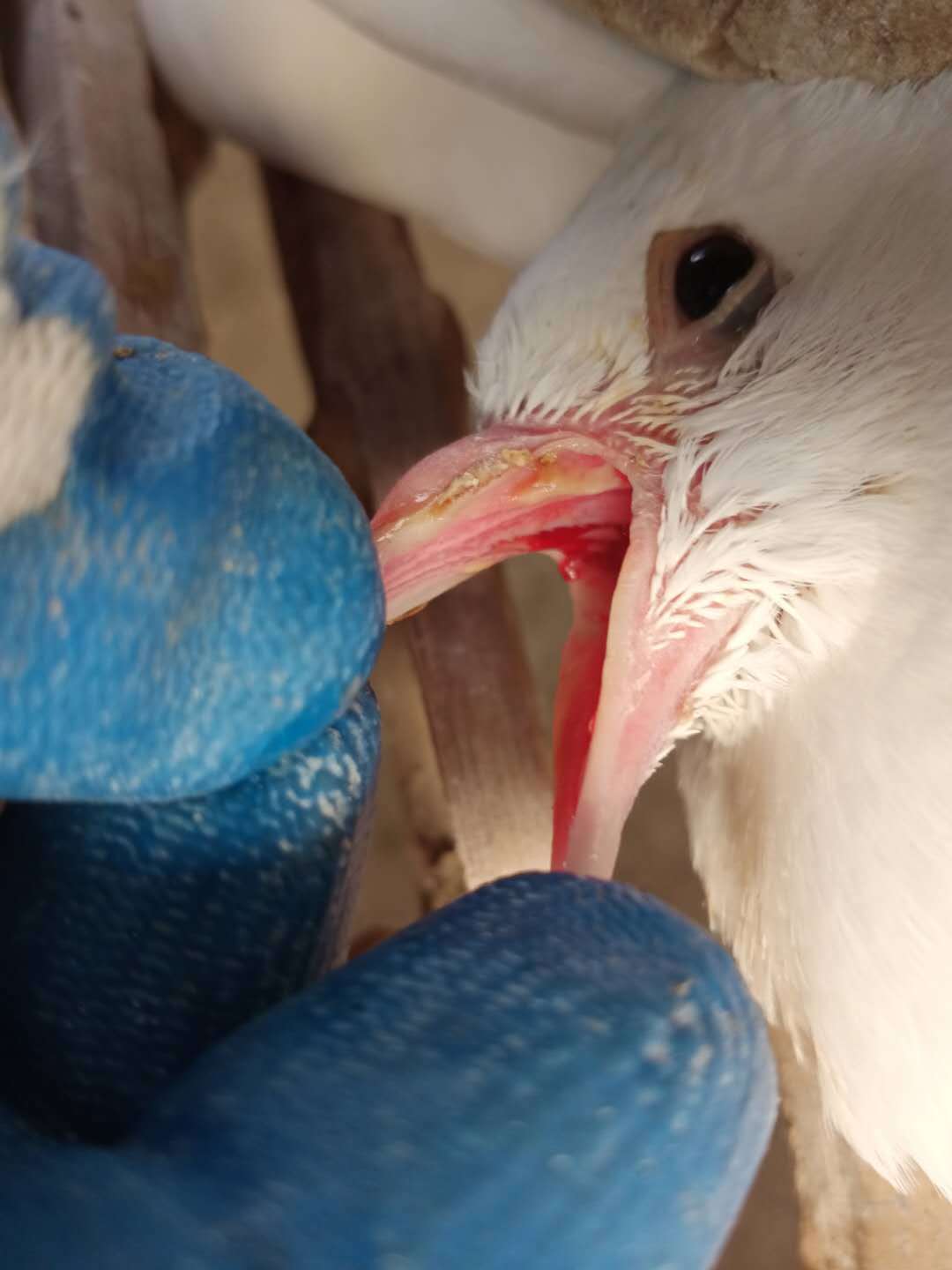 鸽子眼线虫图片