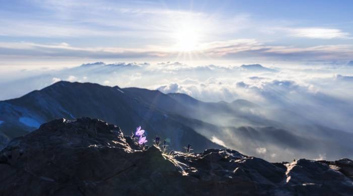 不再打低价牌,荣耀为何猛击电视开关机广告? 营销新套路-家电圈官网