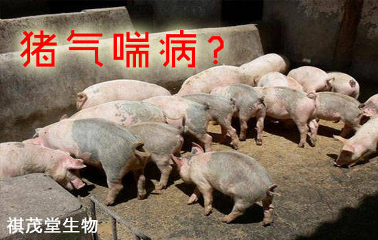 呼吸快康快速防治猪气喘病畜禽呼吸困难,猪场防控猪气喘病呼吸道病用