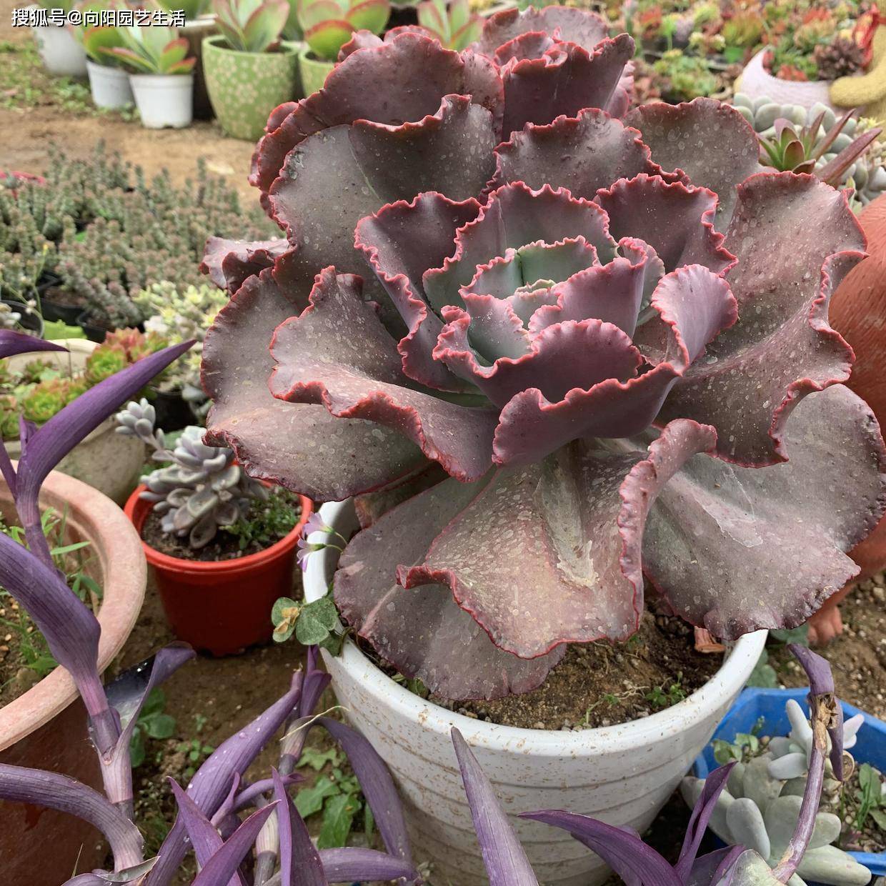 原创6年的女王花笠长成大波浪老桩拇指粗成了镇宅宝贝