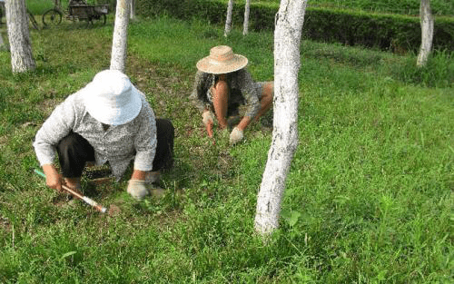 苗木種植反季節施工方案