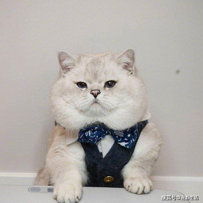 这喵星人腮帮子大的哟绝对是有松鼠的基因