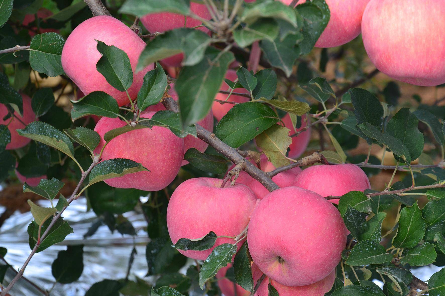 苹果树要如何进行疏果,不要只看理论,根据实际很重要