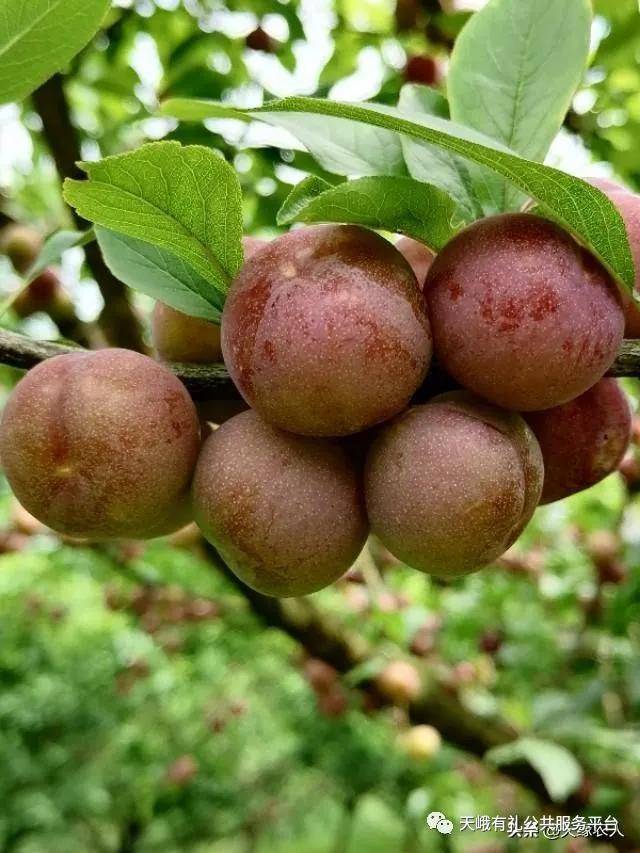 广西天峨李子-苞谷李大量上市_品种