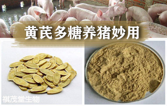 黄芪多糖防治猪病抗病毒减少猪群生病的应用,大栏养猪常见疾病防治用