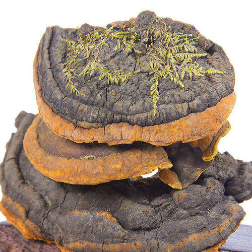 桑树桑黄有几个品种带图,桑黄图片大全