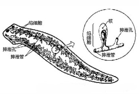涡虫生殖系统图片