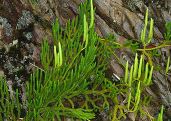 蕨类植物们的各大亚门介绍【精品 学生物的必看】_石松