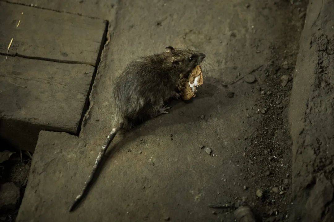 不止死亡10万人刷屏美国多地街头惊现成群老鼠原因与疫情有关