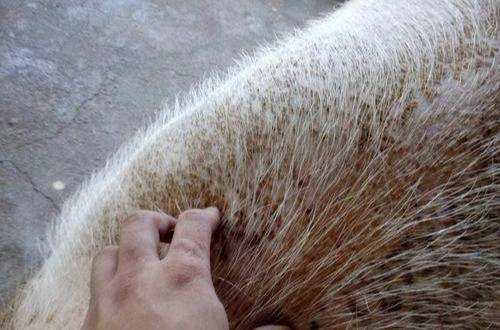 干货分享丨判断母猪霉菌毒素中毒的十个要点