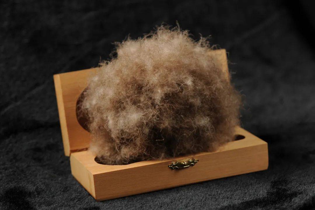 格兰贝恩:用50万将你养大,极品羽绒却为他人做了嫁衣_欧绒