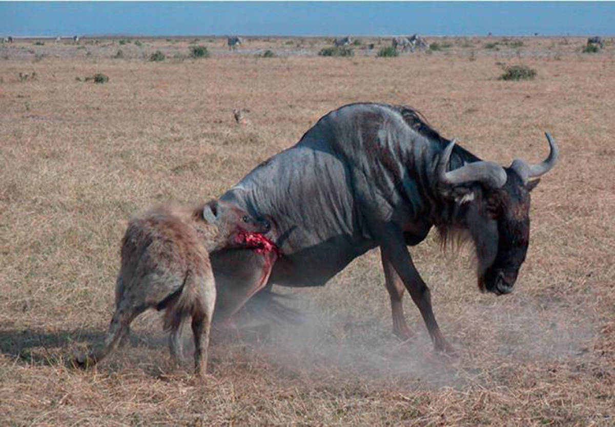 奇闻:非洲草原二哥,鬣狗为何对掏肛情有独钟?一切都是为了生存