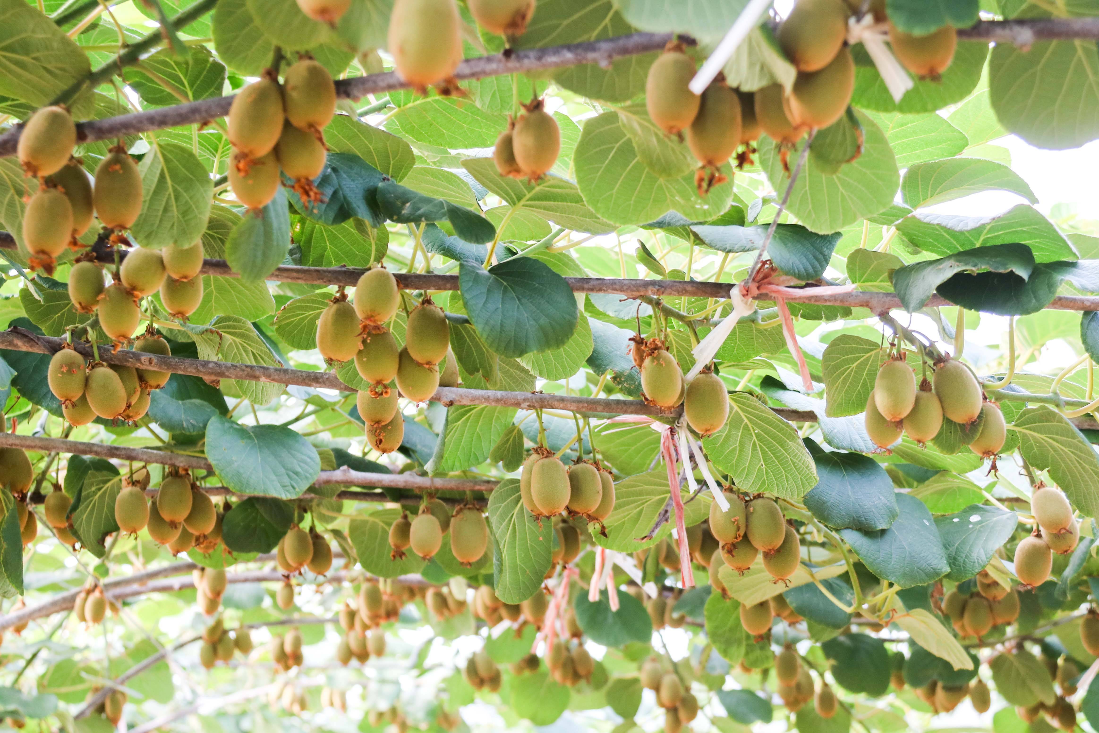 佳忆德猕猴桃生长记录第02期丨近期高温不间断浇水各品种长势喜人
