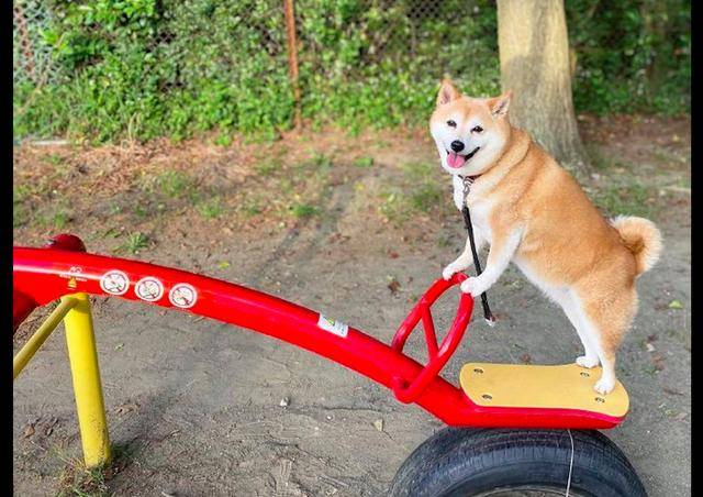 胖柴犬看到跷跷板坐上去后还示意主人也坐狗把你给弹飞咯