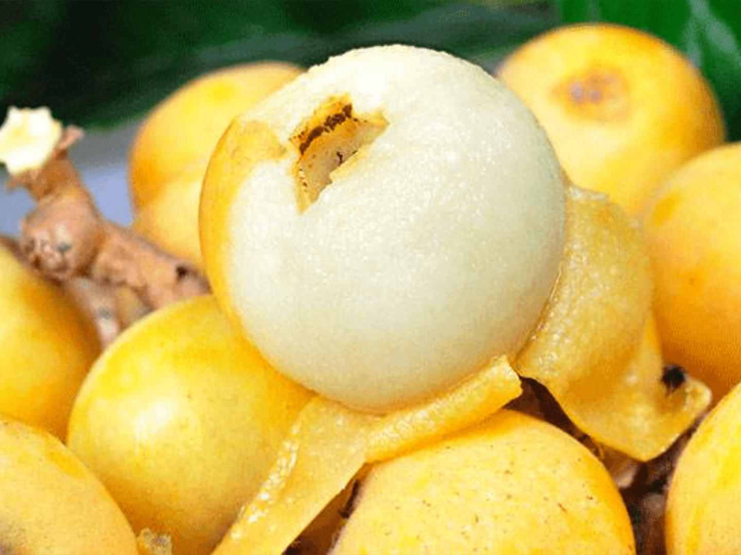 白枇杷,黄枇杷,青枇杷哪种好吃,怎么挑选保存?看完就明白了