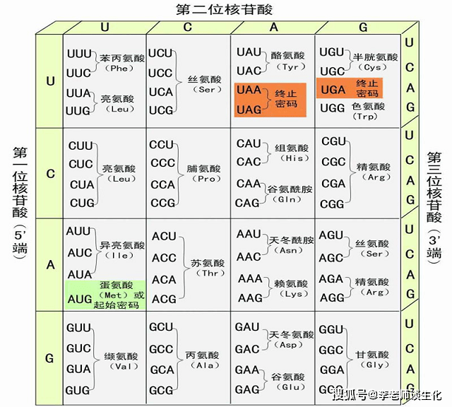 了遗传密码的简并性(degeneracy,即多数氨基酸有几个不同的密码子,称