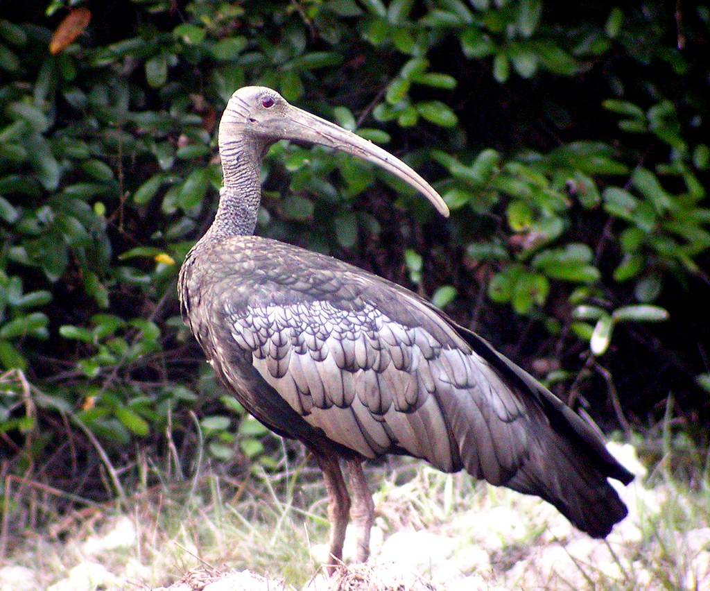 原创疫情期间盗猎激增3只柬埔寨国鸟遭农药毒杀