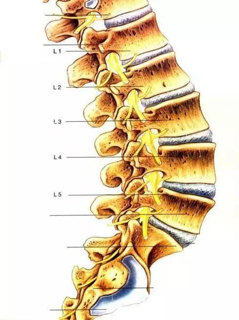 但临床上以腰4～5,腰5～骶1为腰椎间盘最易突出的部位,其中以腰4～5最