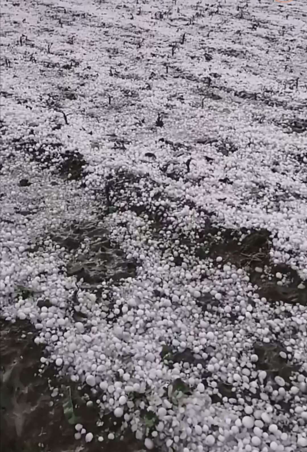 原创甘肃天水惨遭百年罕见的冰雹袭击