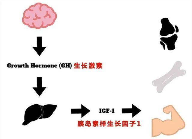 igf-1水平高度,依赖生长激素,生长激素从脑垂体释放信号,促使肝脏分泌