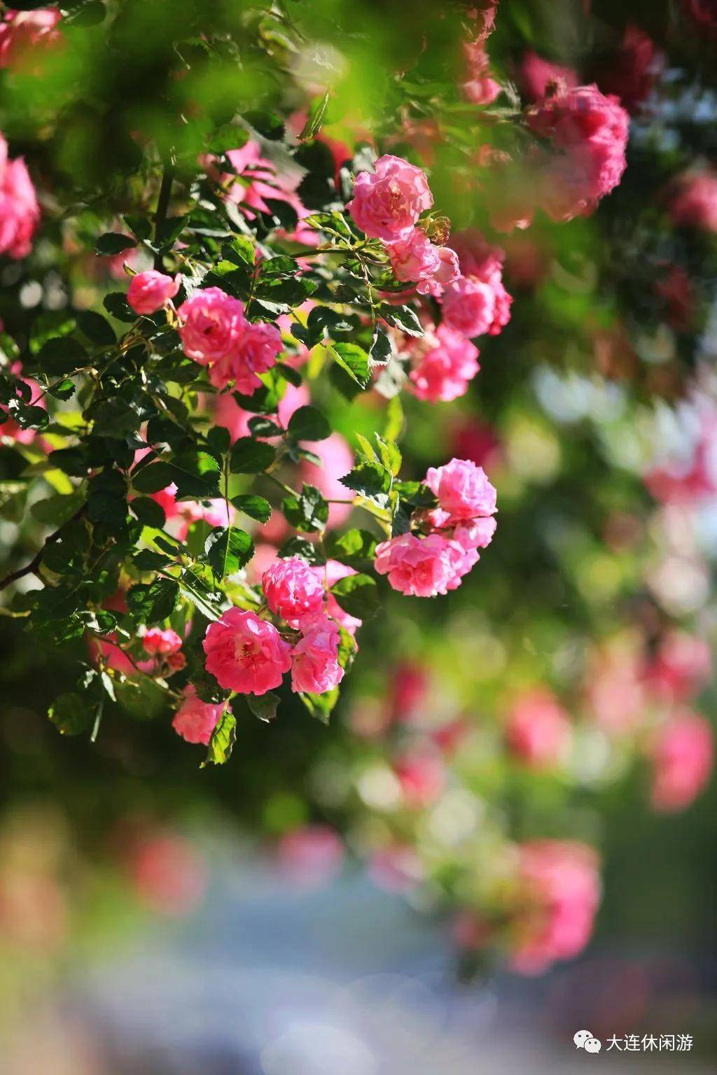 原创大连最美蔷薇长廊!已到盛花期,真的太浪漫了!