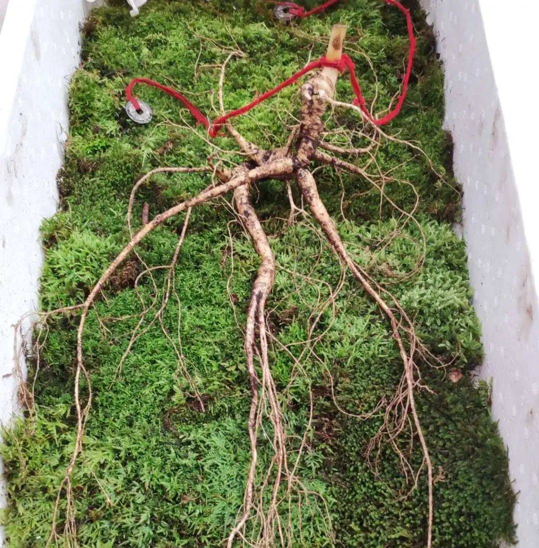 补品一堆不如人参一苗什么人适合野山参