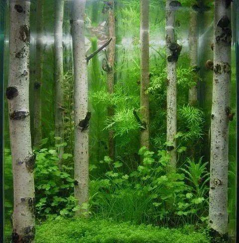 本色水景|水草缸树林景欣赏,细节惊艳,水陆缸雨林缸生态鱼缸造景培训