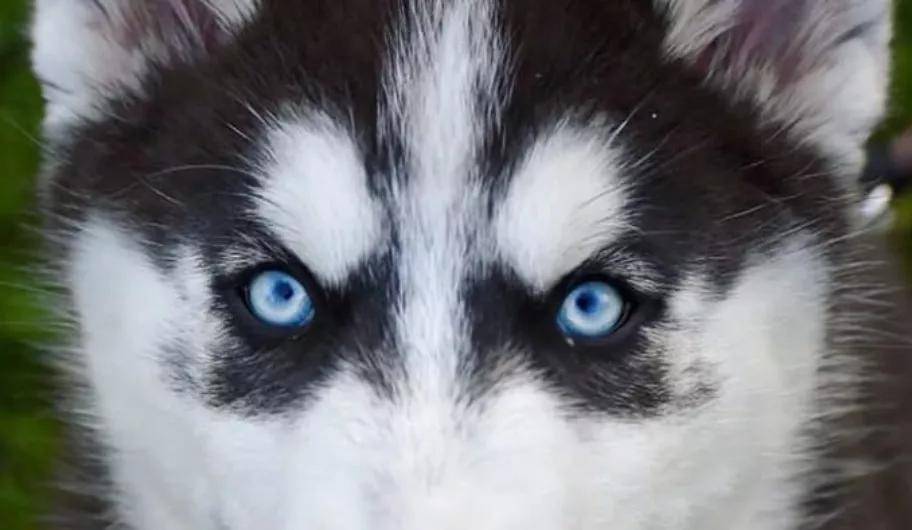 网友家的二哈长了一双豆豆眼,这大概就是哈士奇界的李荣浩吧?