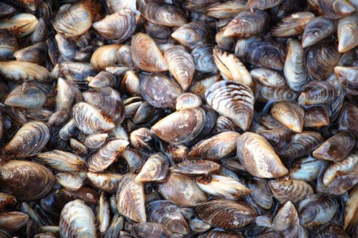 10.斑马贻贝(zebra mussel)