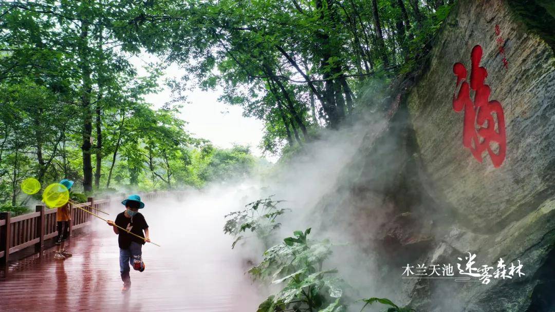 最美云雾森林 | 烟水氤氲,山色空蒙,人群若隐若现,笑声也似远似近,好