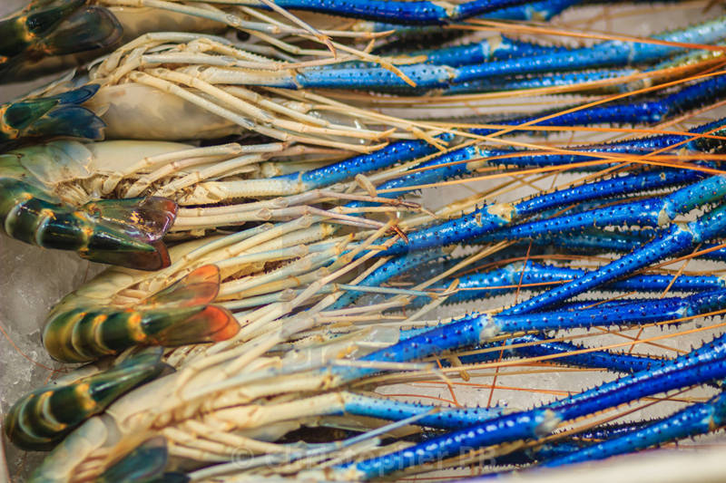 越南虾王现身长江体长40厘米重达1斤会在中国泛滥吗