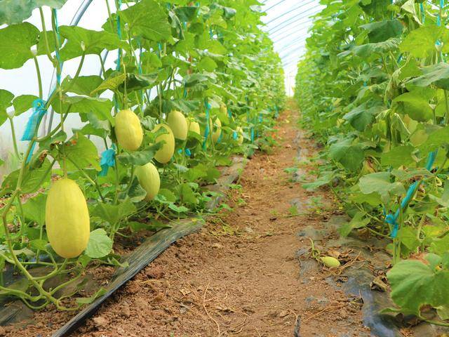 原创农民种植一种甜瓜,30亩收入万30万元,秘诀在哪里?