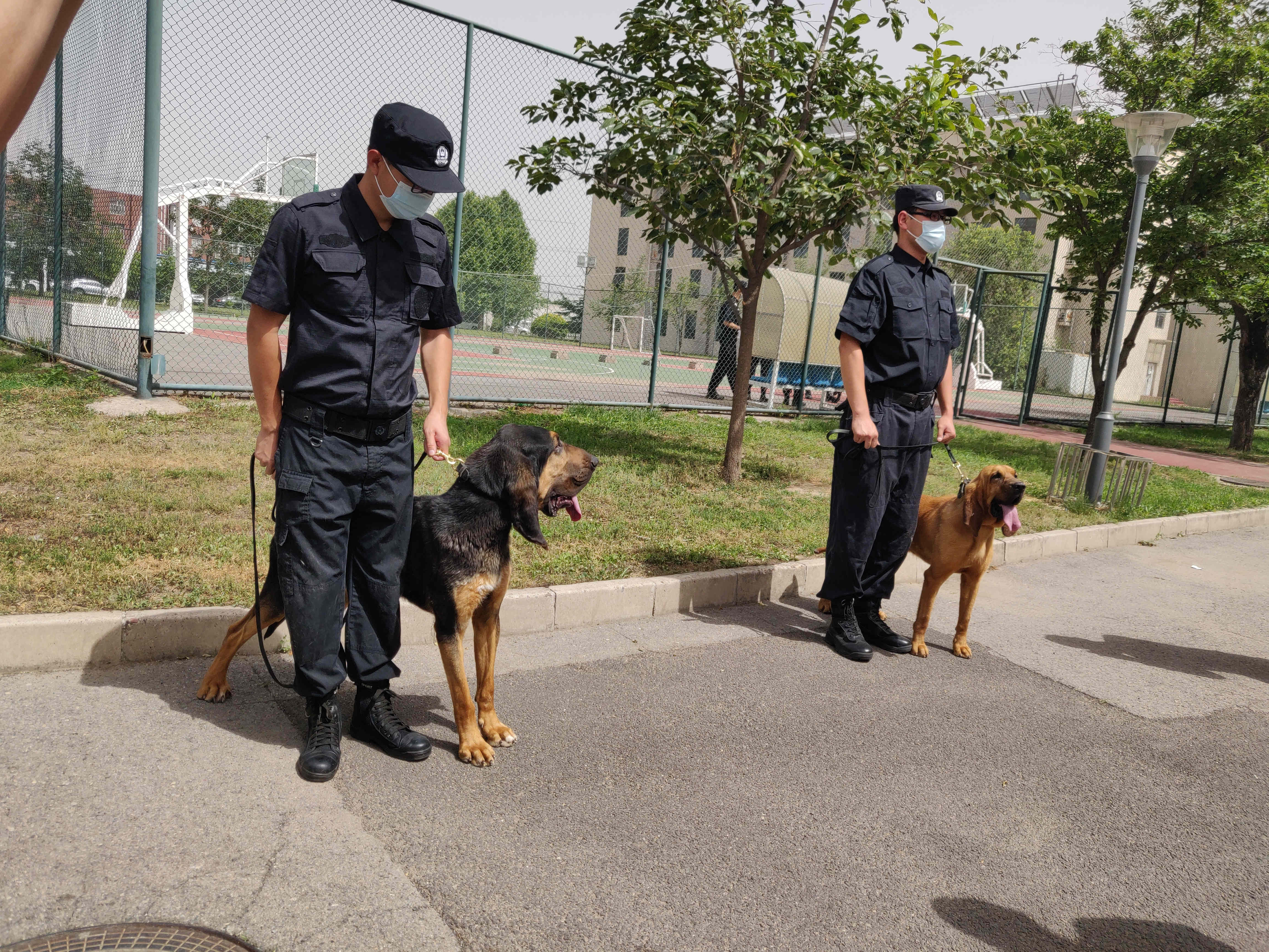 北京警犬学校图片