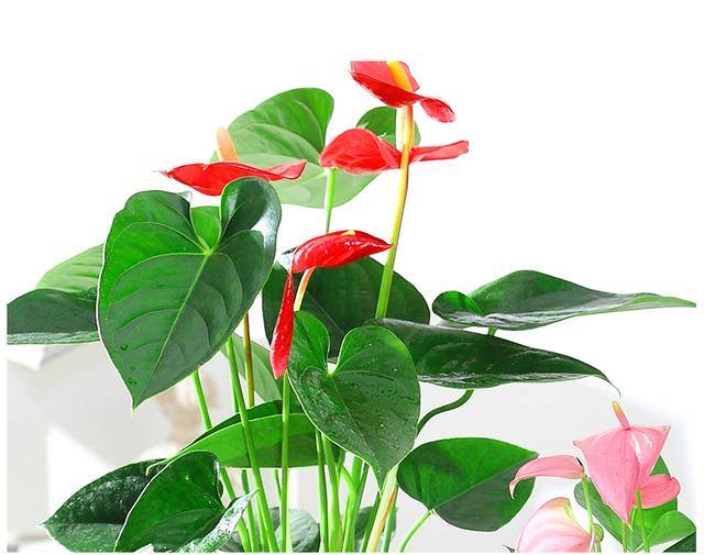 懒人盆栽选红掌寓意一帆风顺低调不失高贵