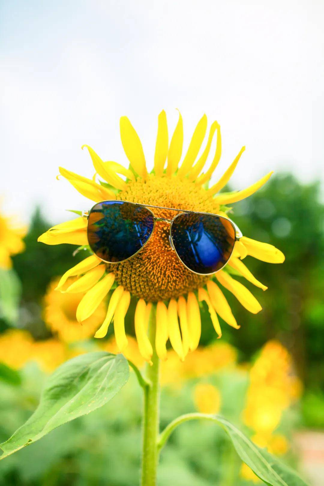 想帶一人賞太陽花之美