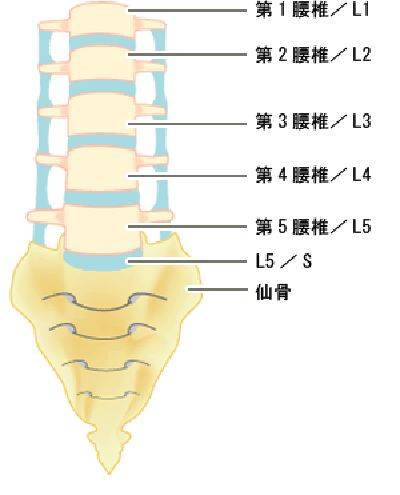 l1椎体位置图片图片