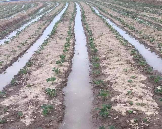 灌跑马水虽然夏季水分蒸发快,但大水漫灌,易造成田间积水,根系在无氧