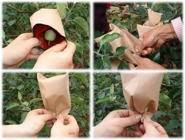 千万不用以为"苹果只套袋就好了"!要想果大,果甜,一定要做